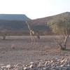Giraffa camelopardalis | Giraffe